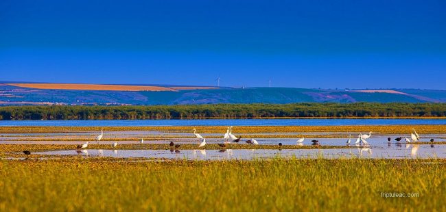 Păsări pe lacul natural Beleu. FOTO: Roman Friptuleac